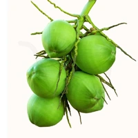 Water Coconut 