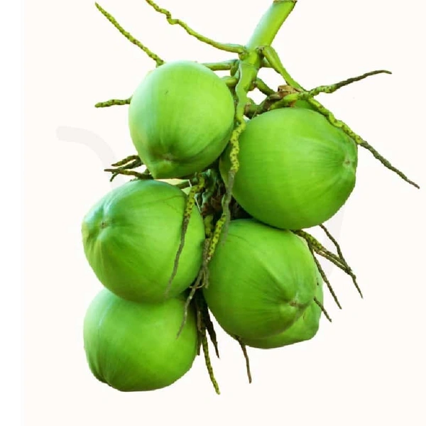 Water Coconut 