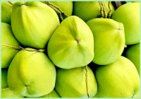 Water Coconut 