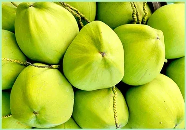 Water Coconut 