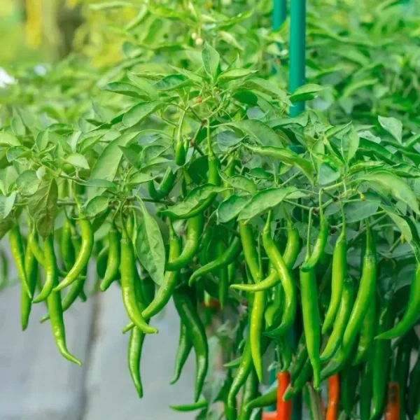 Green Chilli - 