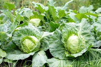 Cabbage - 1kg