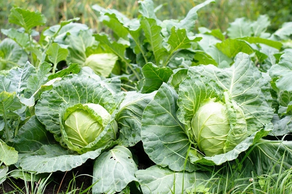 Cabbage - 1kg
