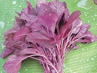 Chaurai Saag - 