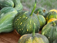 Kohda - 2kg