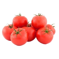 Tomato  - 