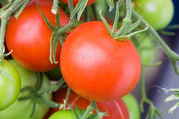 Tomato  - 1kg