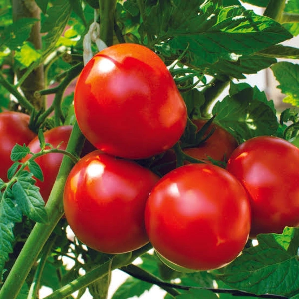 Tomato  - 1.5kg