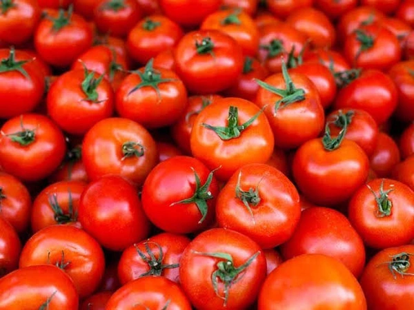 Tomato  - 1.5kg