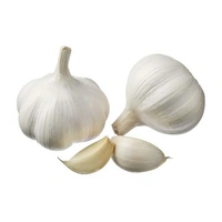 Garlic -  - 