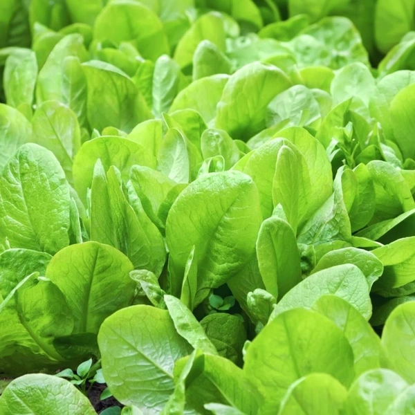 Palak - 1kg