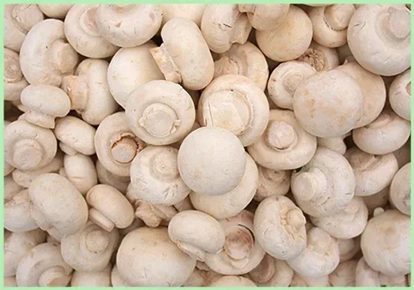 Mushroom