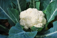Cauliflower 