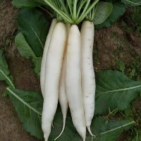 Radish - 