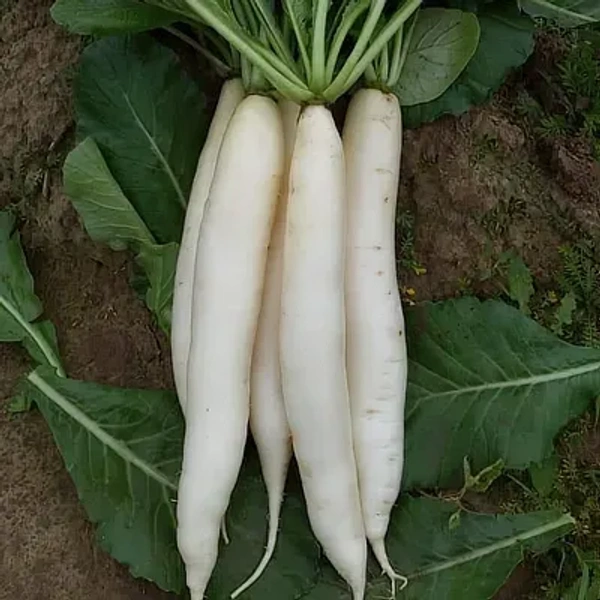 Radish - 
