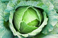 Cabbage - 1kg