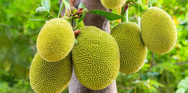 Jackfruit