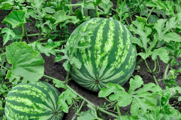 Watermelon 