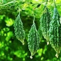 Bitter Gourd - 1kg