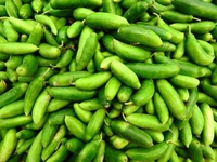Kundru - 