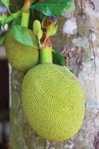 Jackfruit