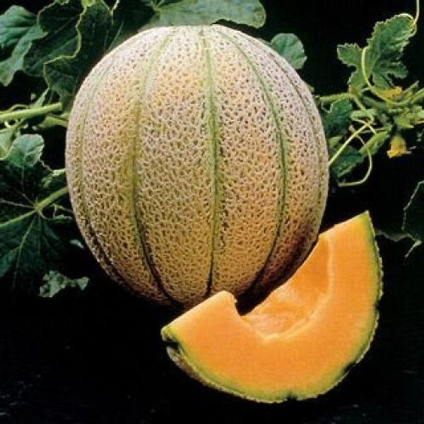 Muskmelon 