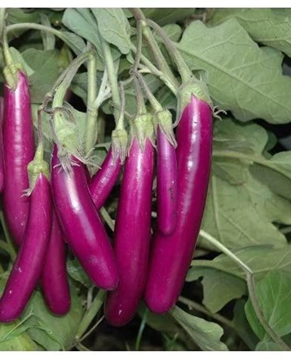 Brinjal - 