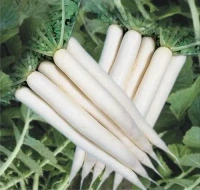 Radish - 