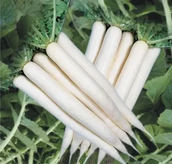 Radish - 