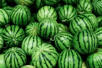 Watermelon 