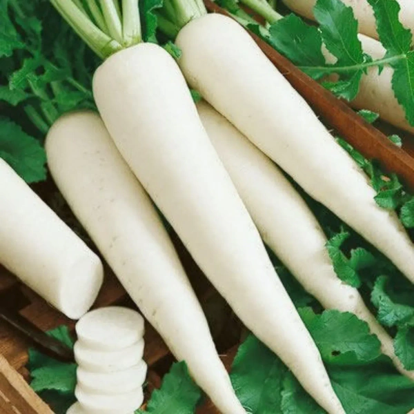 Radish - 