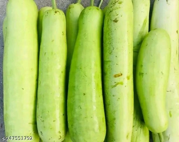 Bottle Gourd दुधीभोपळा  - Zanah, 1 नग
