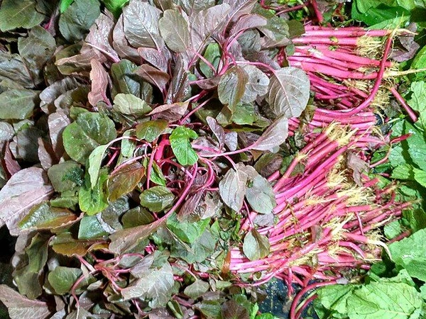 Pokla Amaranth  - 1 पेंडी