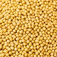 Sinapis alba / Yellow Mustard - 1.Kg
