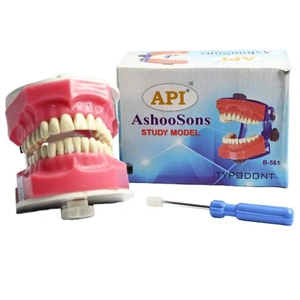API Api Jaw Set And Teeth B-561Durable plastic, realistic dental anatomy, replaceable teeth