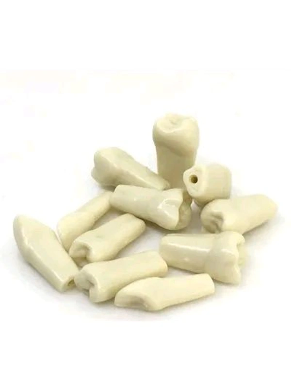 API Typodonts Individual B561 - Adult Size - API Typodonts 16