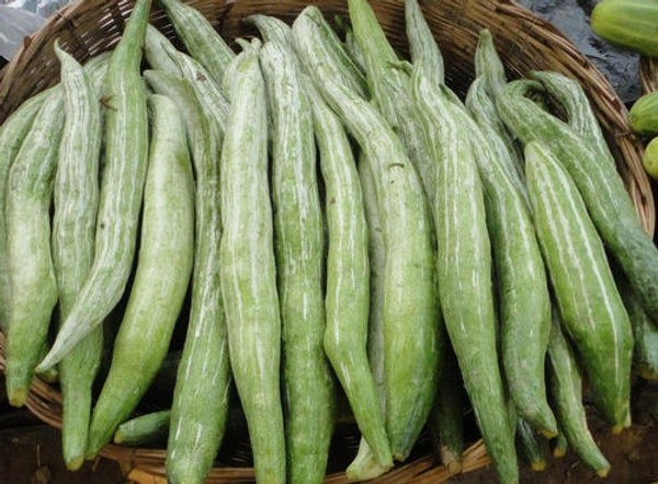 புடலங்காய்