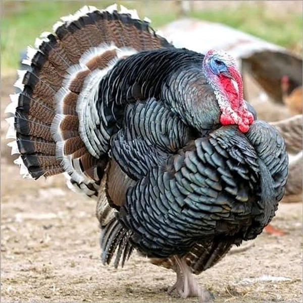 Turkey - 1 Kg