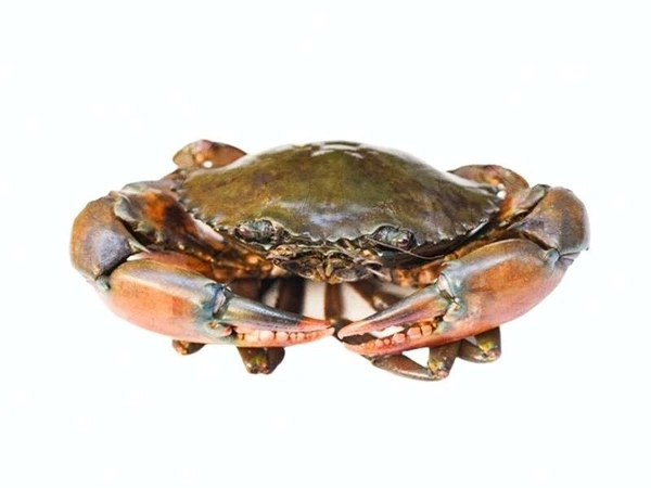 Nandu/Crab - 1 kg