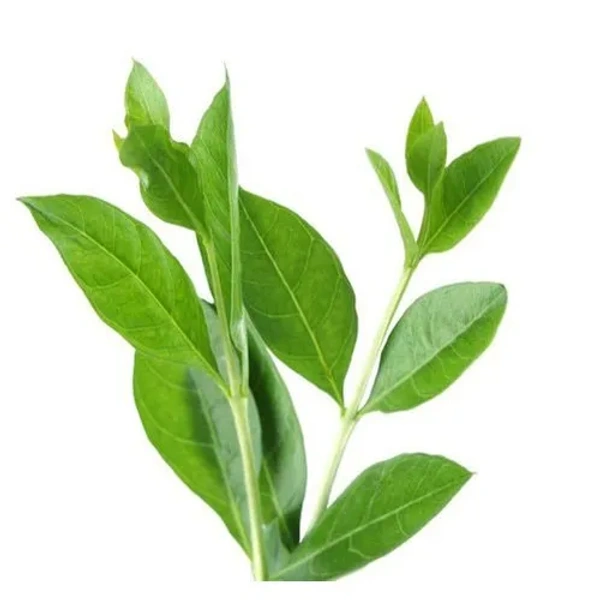 Marudhani - Henna Leaves
