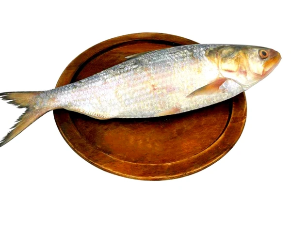 Hilsa Fish (800gm-1kg) 1 Full Fish (1-Pcs) Cut & Clean 