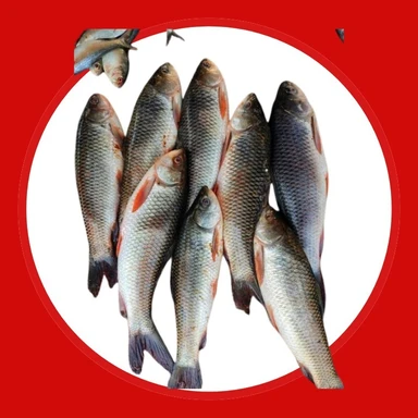 fish3