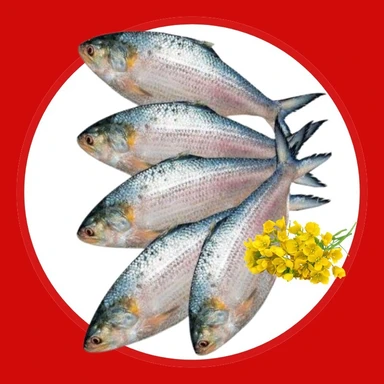 Hilsa Fish