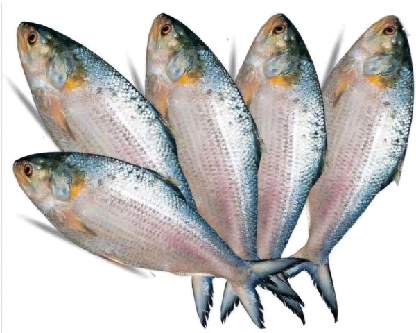 Hilsa Fish - (900 gm to 1 Kg  ) Ice