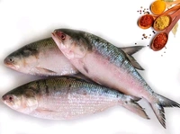 Hilsa Fish - (900 gm to 1 Kg  ) Ice