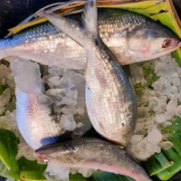 Hilsa Fish - (900 gm to 1 Kg  ) Ice