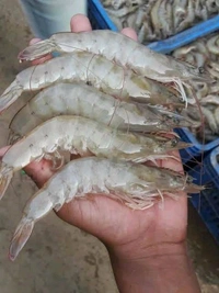 Prawns (Big) Shrimp Jhinga 2kg - (23 gm/Pcs) Ice