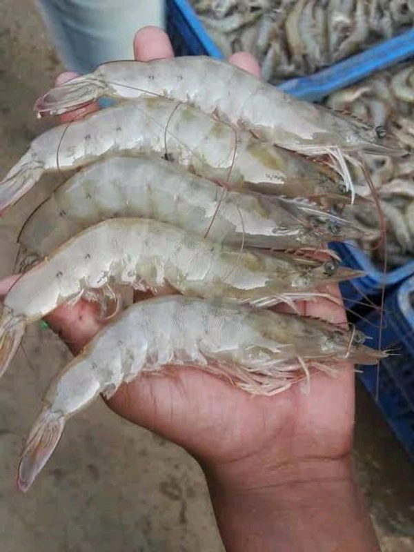 Prawns (Big) Shrimp Jhinga 2kg - (23 gm/Pcs) Ice