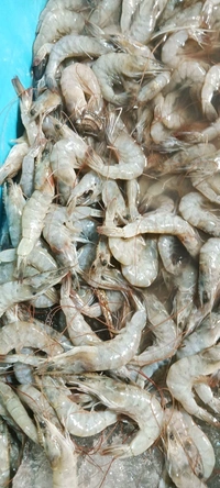 Prawns (Big) Shrimp Jhinga 2kg - (23 gm/Pcs) Ice