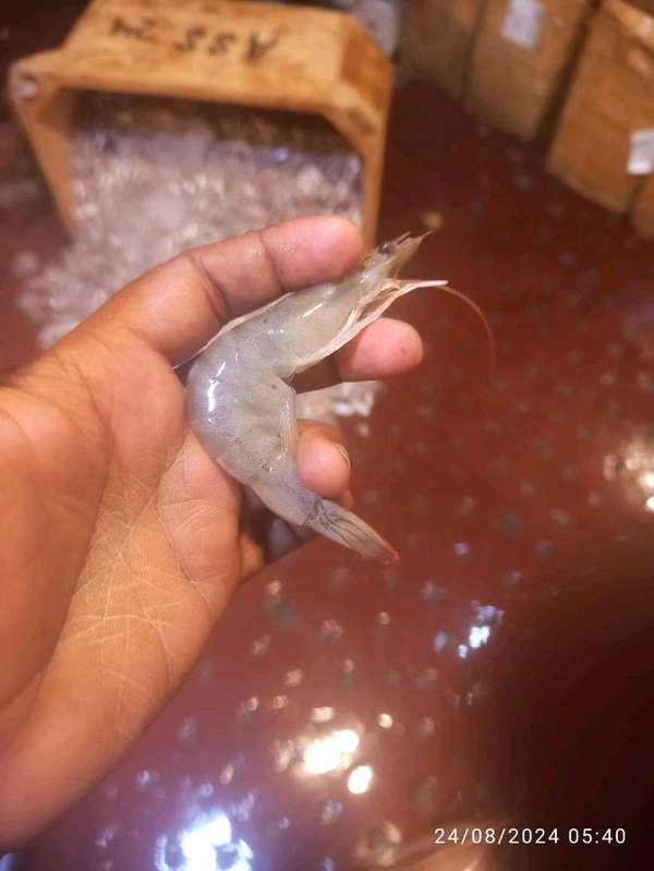 Prawns (Medium) Shrimp Jhinga 2kg - (15gm/Pcs) Ice